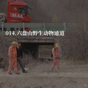 014.我们为什么要帮助野生豹子过马路？