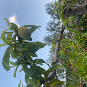 重启是不可能的了，我的人生更适合微调