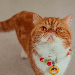 Vol.2 | 从宠物摄影师到宠物医院合伙人，养宠的快乐与悲伤你准备好了吗？