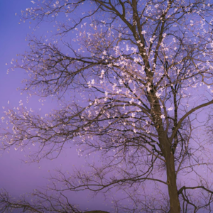 五字粤语 投入梦里去渡海 粤来粤好