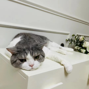 Vol.29 从在宇宙大厂副业做啤酒到全职个人心理咨询师,不务正业就是最职业离想的状态?| 对话迷魂汤主播王总总