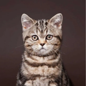 2022-12-07如果生活暂停，小吕老会去干什么？