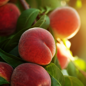 34－桃子：定住七仙女去偷蟠桃，不怪大圣，只怪我真的太好吃