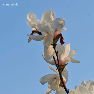 043 天在将黑未黑时最美,春在要来不来时最烦