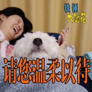 Vol002.宠物轶事∣请您温柔以待