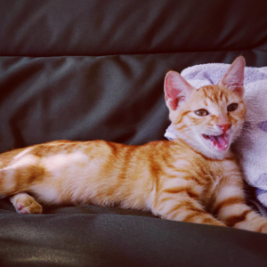 Vol.15 科学养猫让你不被孩子PUA!