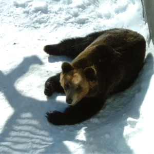 174.「熊」一种被圈养起来的“可爱”