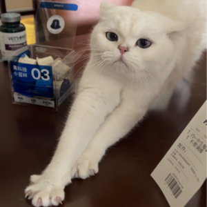 015. 猫咪的生活哲学