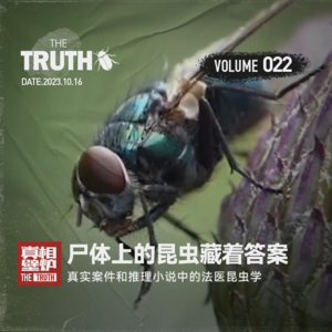 22 尸体上的昆虫藏着答案,真实案件和推理小说中的法医昆虫学