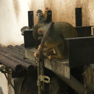 Vol.11 人类到底能不能搞定语言和思维啊