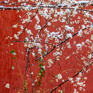 笑中带泪的春节故事会 | 美丽新世界 026