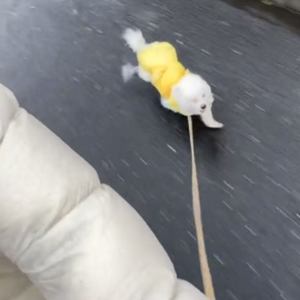 怨种养狗|小狗分离焦虑我们有办法啦~