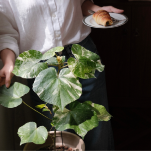 不是我在料理植物，而是植物在料理我