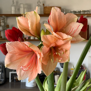 Vol.9 你的圣诞玫瑰呢?| 啊 都死了