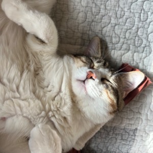 Vol.9慢生活的成功魔法：让我们都做一只小猫咪吧！