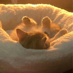 「耳畔涟漪」他们在唱粤语歌