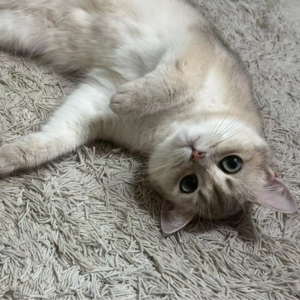 080. 消费降级了？该省省该花花！