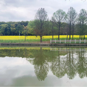 芥末冲脑门,柳絮大闹我的心!