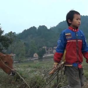 乡里乡音 | 902万留守儿童，正在父母看不见的地方“野蛮生长”