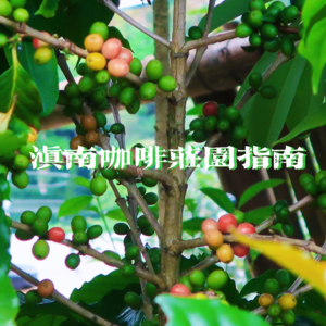 EP29-滇南咖啡庄园非官方指南