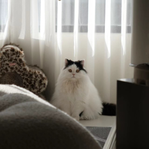 097. 我 独自生活（上）花钱也买不到的租房超实用指南