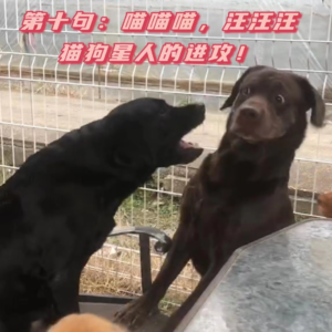 第十句：喵喵喵，汪汪汪，猫狗星人的进攻！
