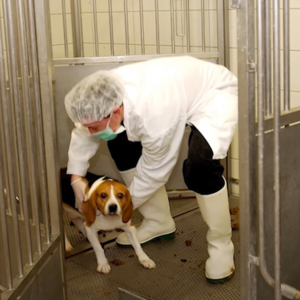 62. 朋友圈大一统和习得性无助