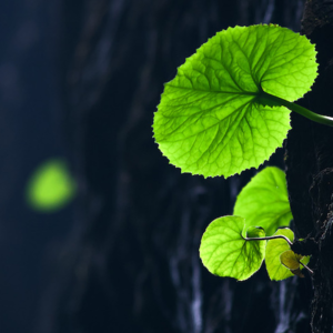 见地思维实修（脐疗9）2022.12.11