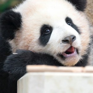 睡前故事五：睿宝—在韩的爱宝家族二千金