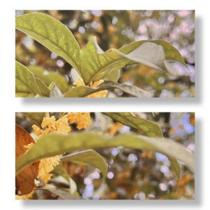 【邂逅时节-霜降】桂香飘满城，美食聊不停