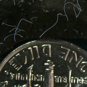 EP6: 已知最大的细菌，比更大还更大！