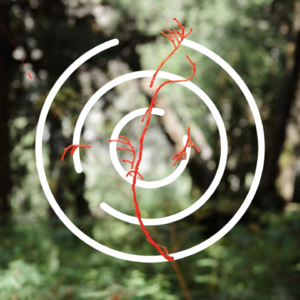 我用照片呈现我的沉默|环行地