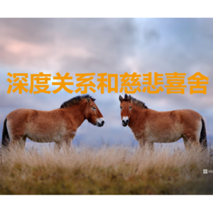 vol.22 深度关系与慈悲喜舍