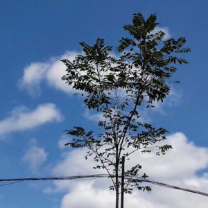 新型私募方式之一：假意包揽葬礼。