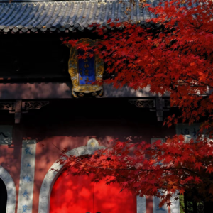 VOL.009 秋日特辑:在这个秋天,热爱生活!