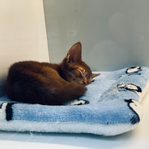 寥聊 #061 择地而蹈