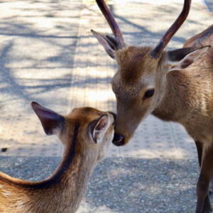 EP02:我的家人让我充满了爱和悲伤