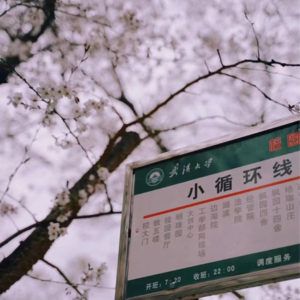 No.001-又是一年武大樱花季｜聊聊那些年的四季记忆