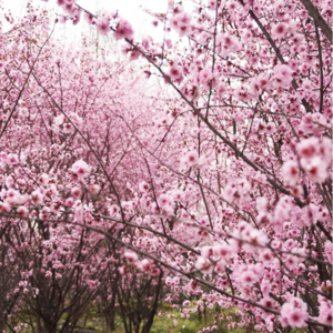 Vol.7 “惊蛰”过后，你想好这个春天怎么过了吗?