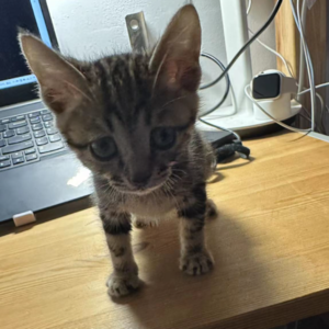 2023.1.28噗噗自述：大人的权威是否要通过伤害孩子获得确认