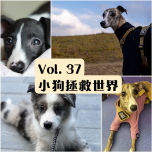 Vol.37 我的小狗吃屎，但我依然爱ta