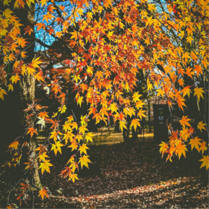 EP219: 减肥制造的热量缺口过大也不行?闭经、骨质疏松、进食障碍统统都会来!