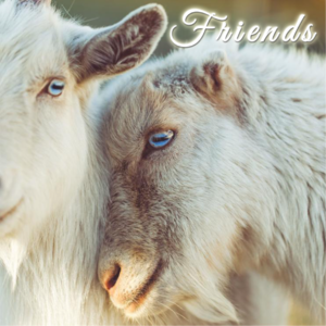 温暖友情向-可爱的朋友让我变得更加幸福