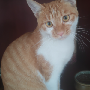 No.03 : 被猫猫🐱和狗狗🐶捡的人