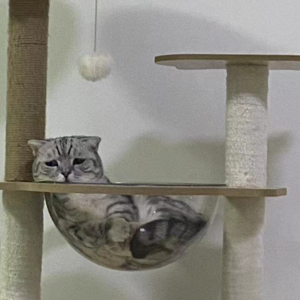 Vol.51 朋友请暴富 聘我做牛马 谢谢！