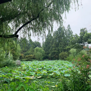 夏末特辑｜去公园叨叨和听虫虫奏鸣.