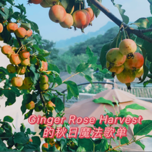 #23 Ginger Rose Harvest的秋日魔法歌单