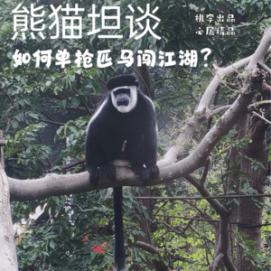 36.单枪匹马如何闯荡江湖？「选择和努力」的那些事儿