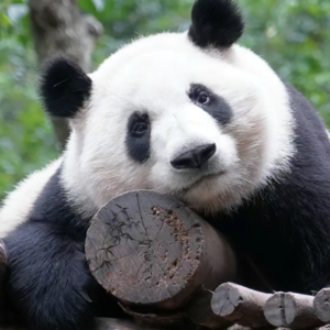 睡前故事二：和叶—一觉醒来“弟弟”变“妹妹”