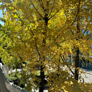 EP22 我的小心脏它受不住，计划外的事都是渡劫